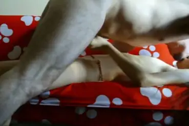 Zara Indo Bugil Toket Montok Sange Panas Paling Brutal Lumer